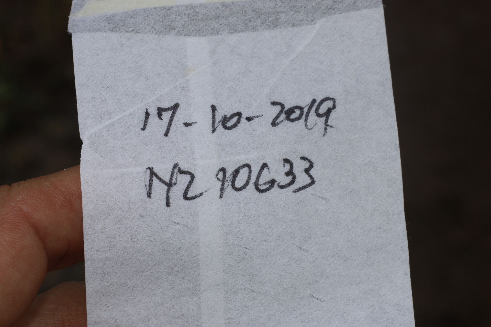 Verbesina myriocephala other