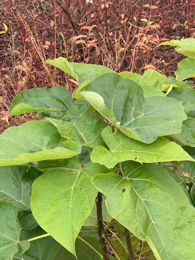 Catalpa macrocarpa — search result for 'Catalpa'