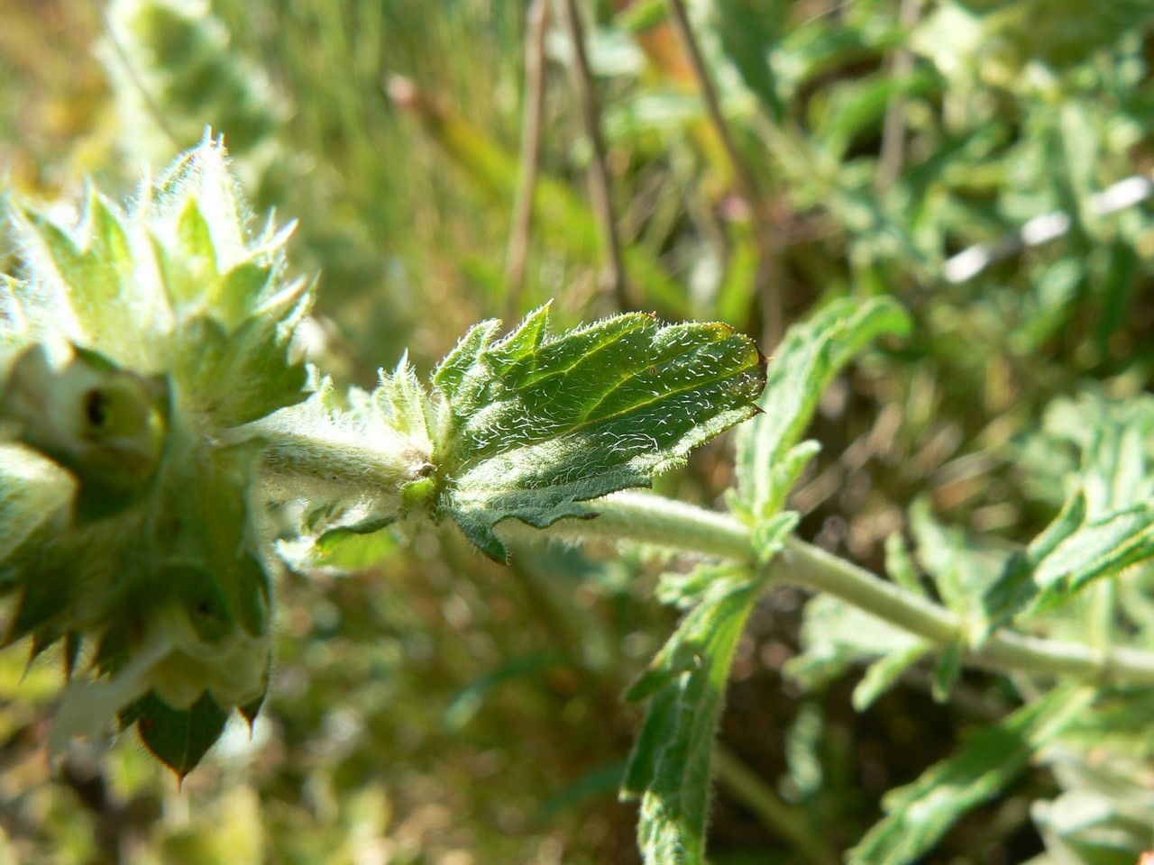 Sideritis provincialis leaf