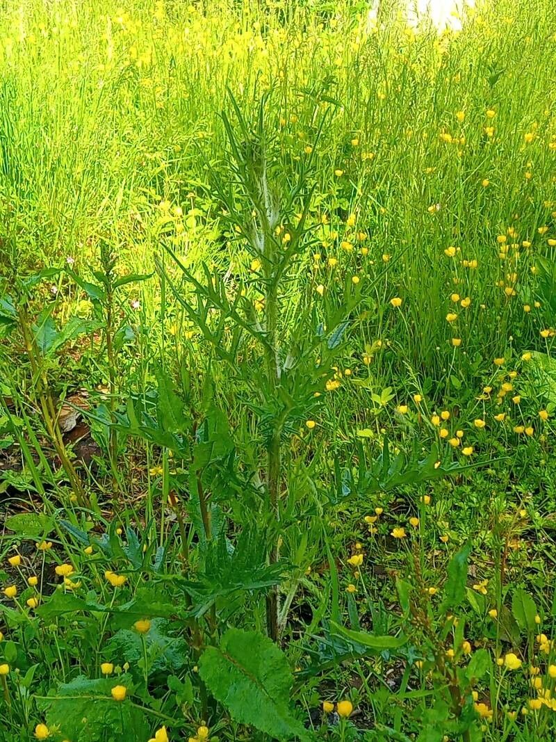 Cirsium muticum leaf