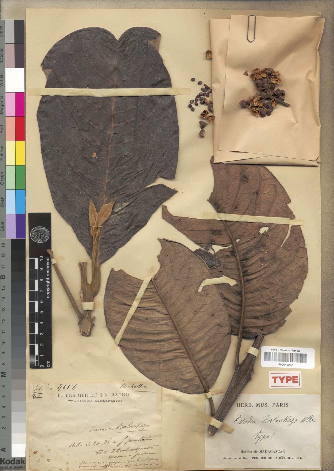 Melicope balankazo — related species from the same genus