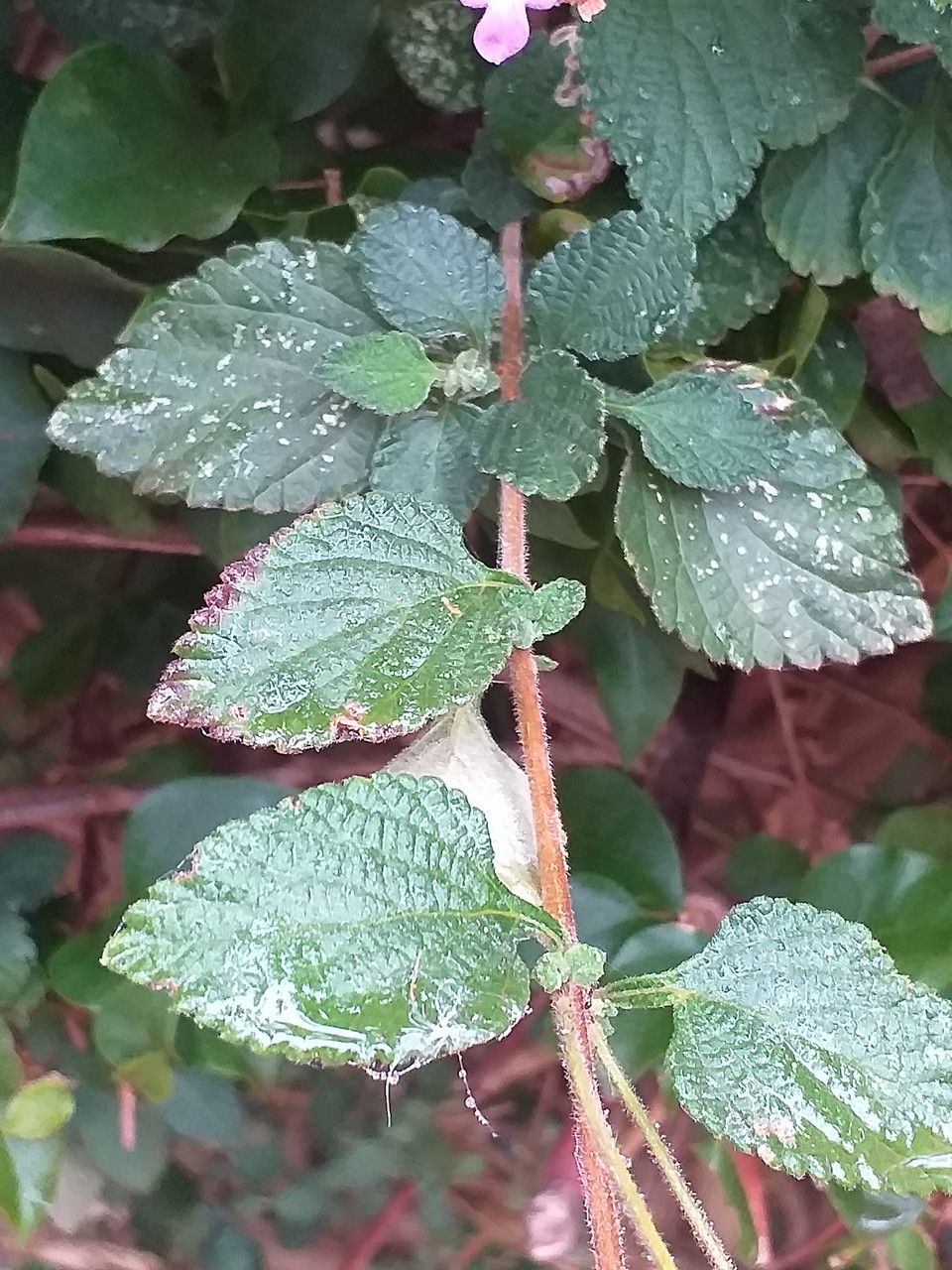 Lantana trifolia leaf