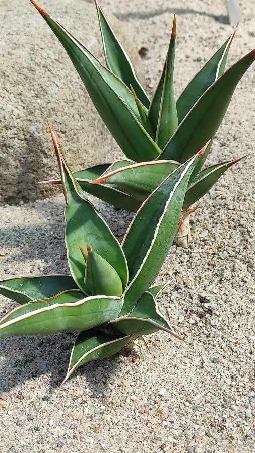 Dracaena pinguicula habit