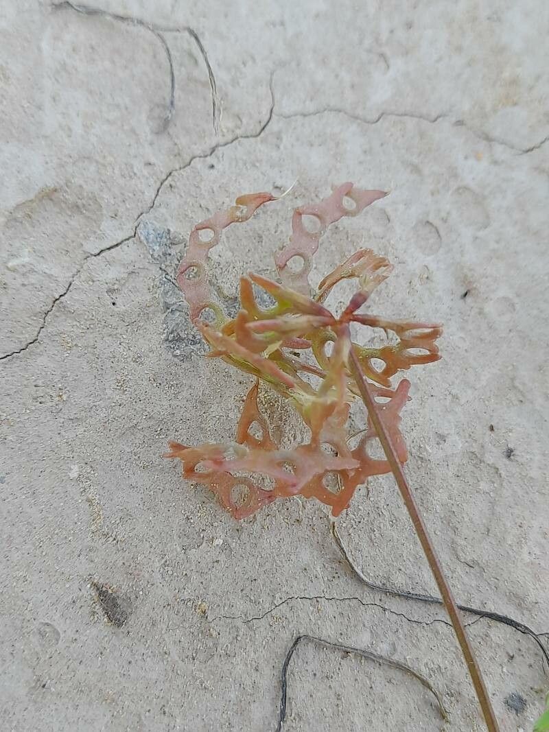 Hippocrepis areolata fruit