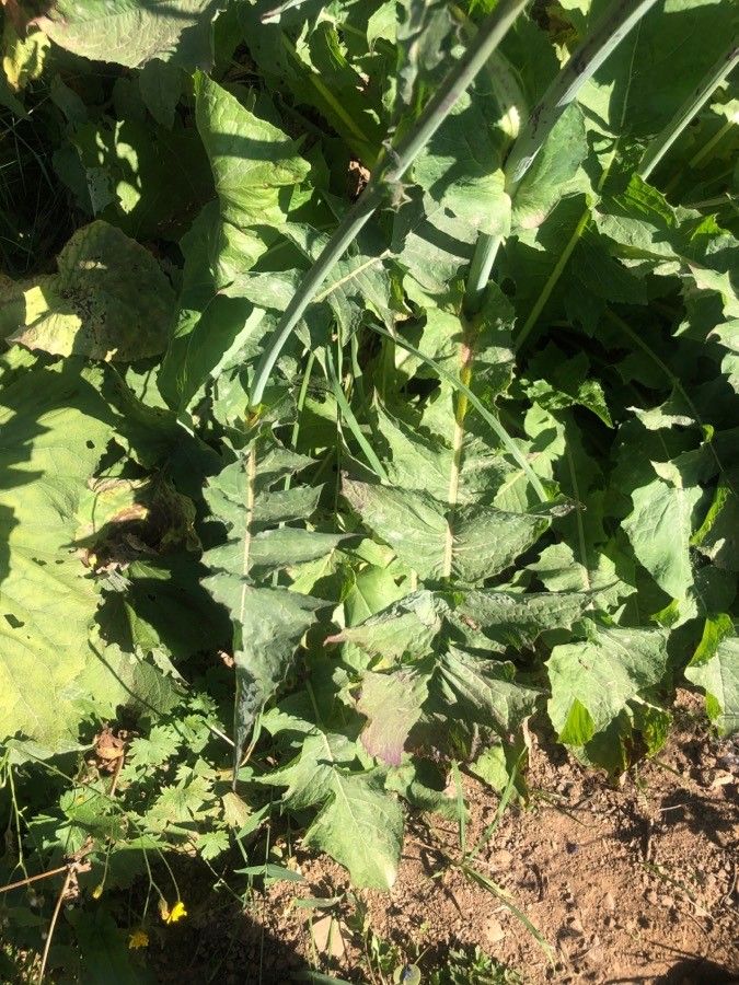 Lactuca plumieri leaf