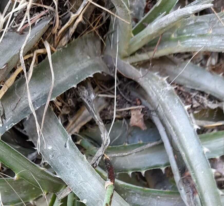 Dyckia floribunda — houseplant care guide