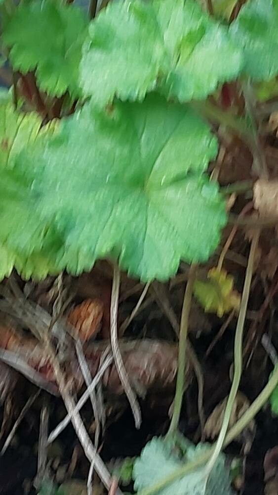 Pelargonium drummondii leaf