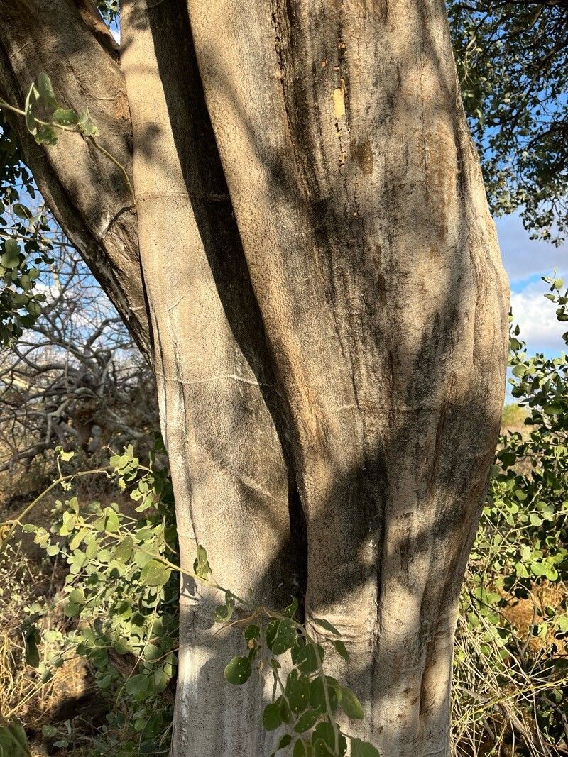 Cadaba linearifolia bark