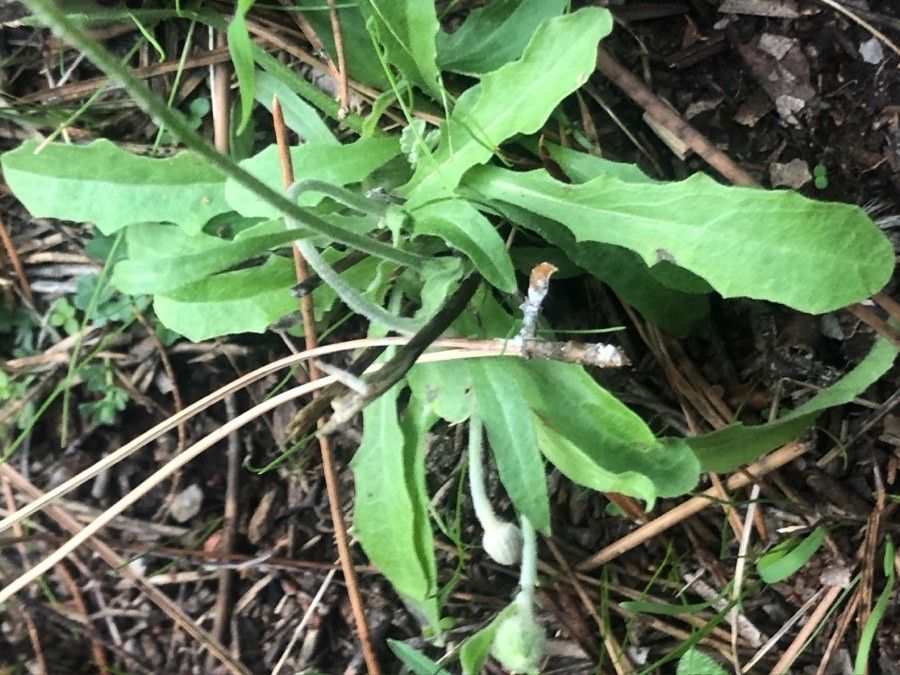 Pilosella officinarum leaf