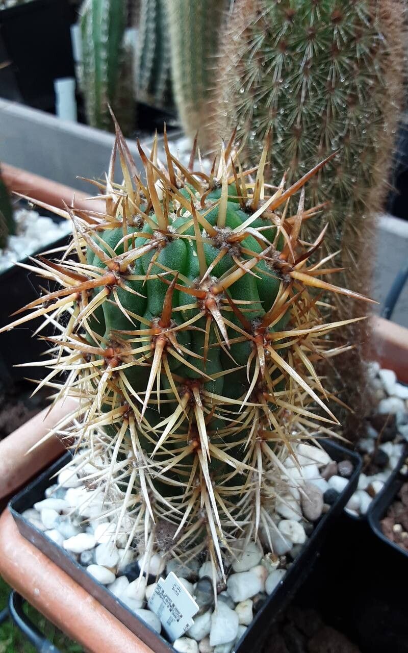 Leucostele undulosa habit