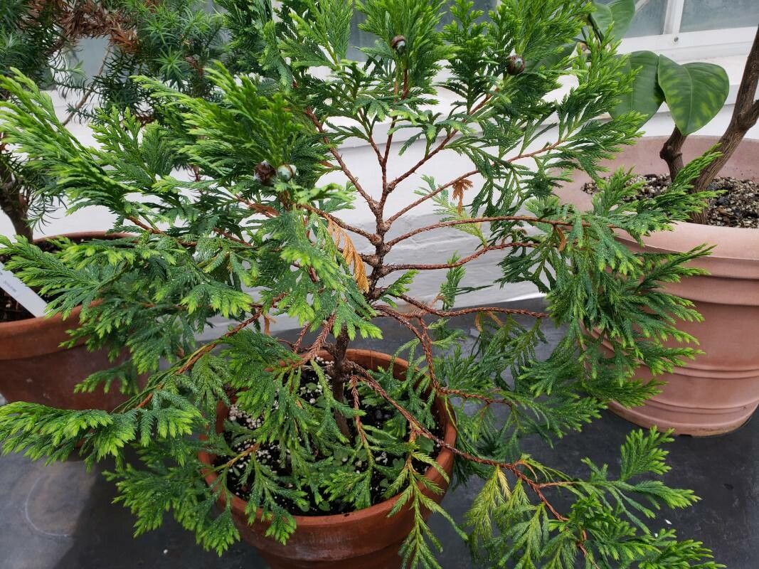 Cupressus vietnamensis habit