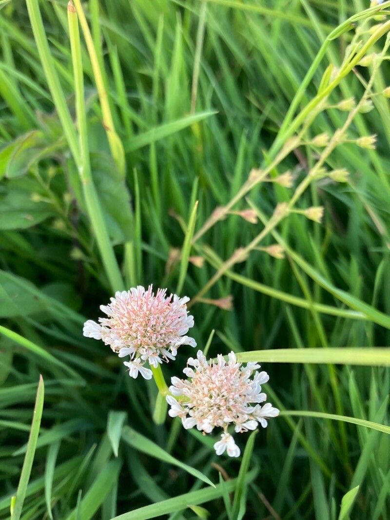 Oenanthe fistulosa flower