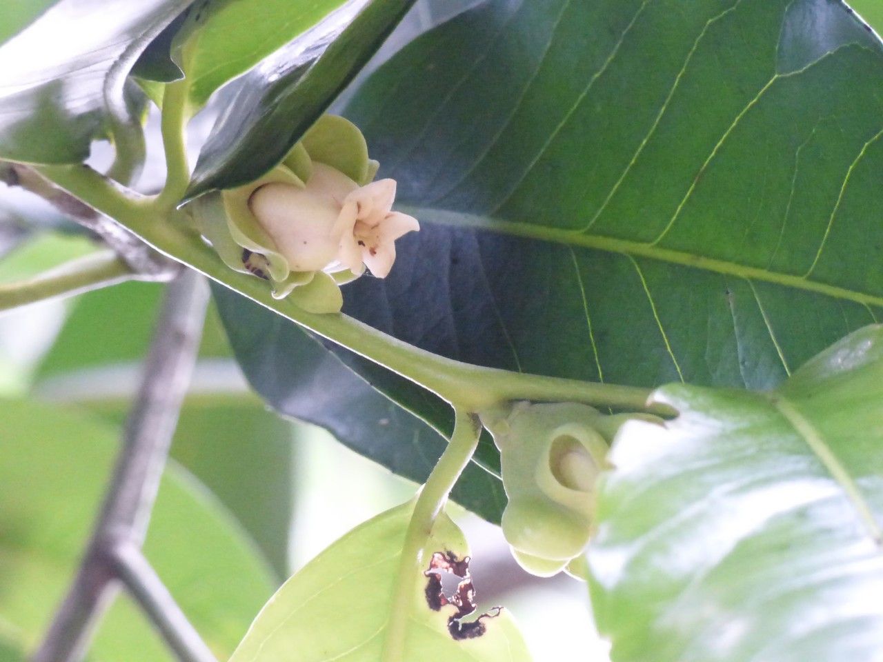 Diospyros nigra flower