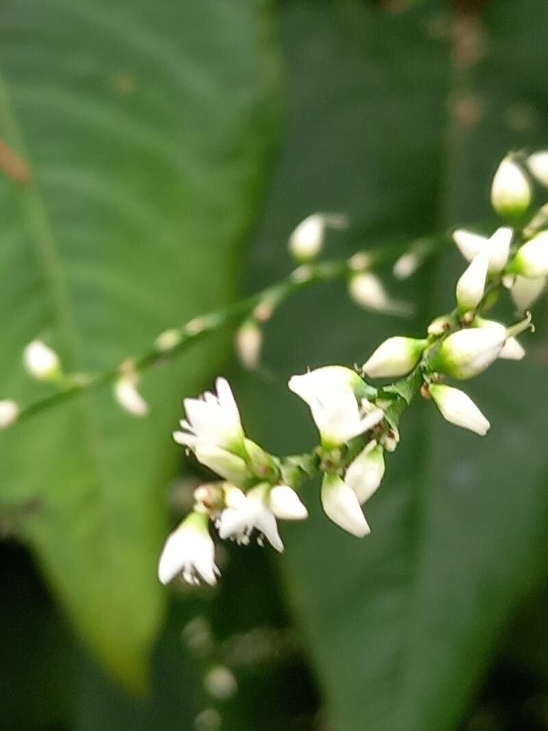 Polygonum virginianum flower
