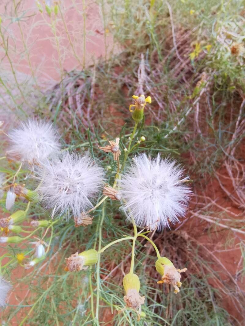 Senecio flaccidus fruit