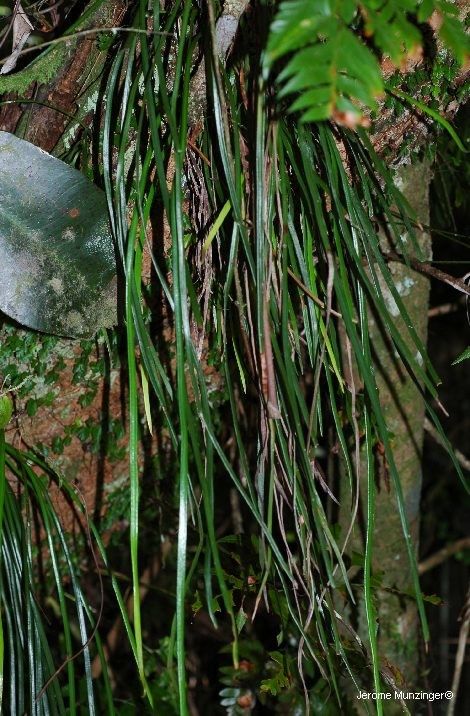 Haplopteris zosterifolia leaf