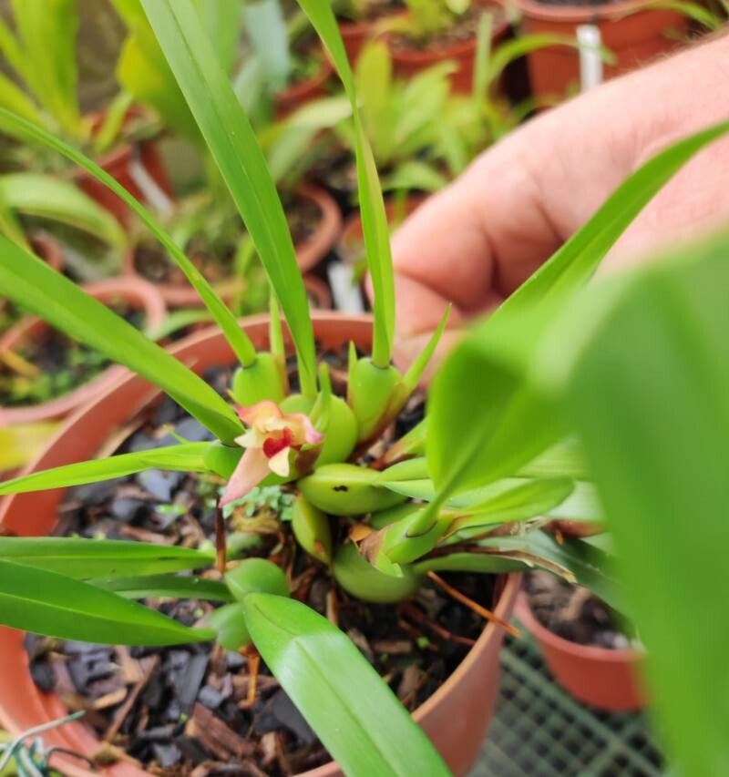 Maxillaria oreocharis — houseplant care guide
