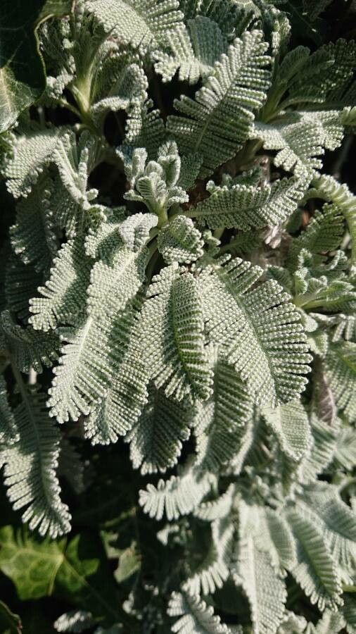 Tanacetum haradjanii — search result for 'Tanacetum'