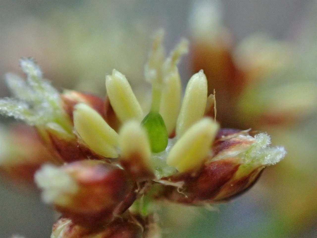 Luzula alpinopilosa flower