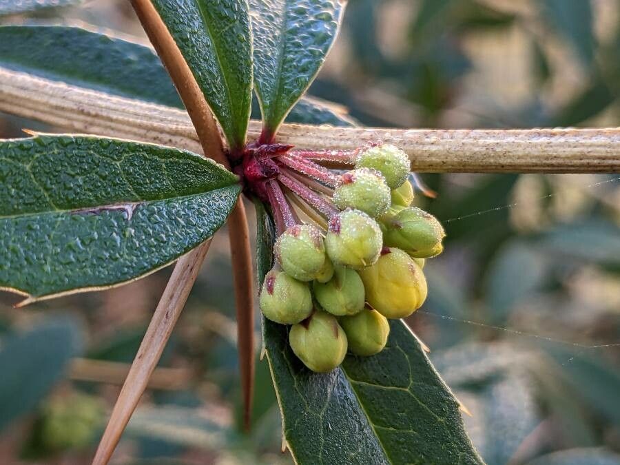 Berberis julianae flower