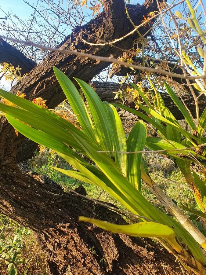 Ansellia africana — houseplant care guide