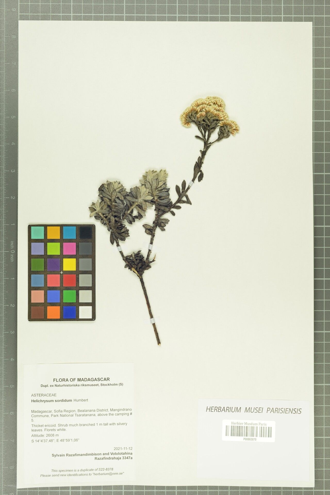 Helichrysum sordidum — houseplant care guide