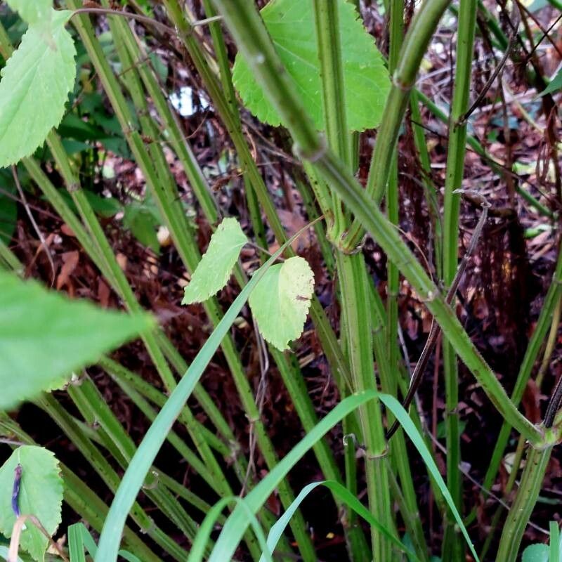 Salvia guaranitica bark