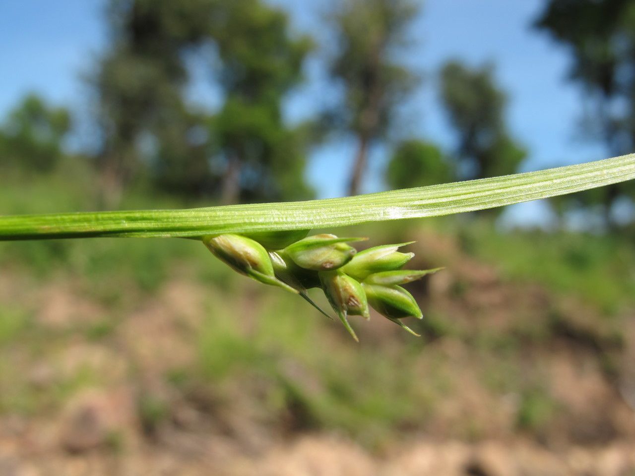 Carex olbiensis fruit