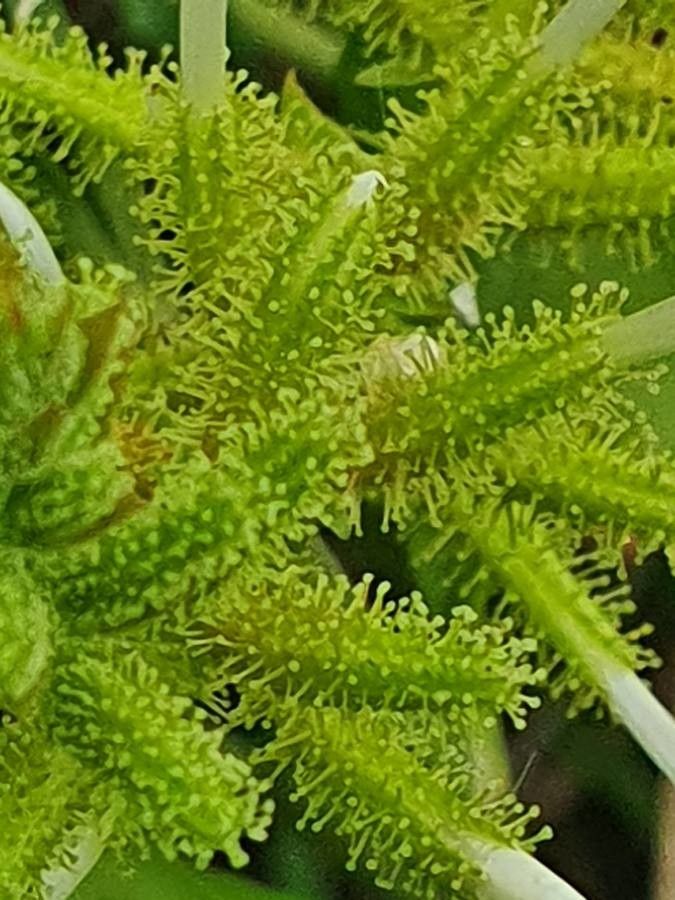 Plumbago zeylanica fruit