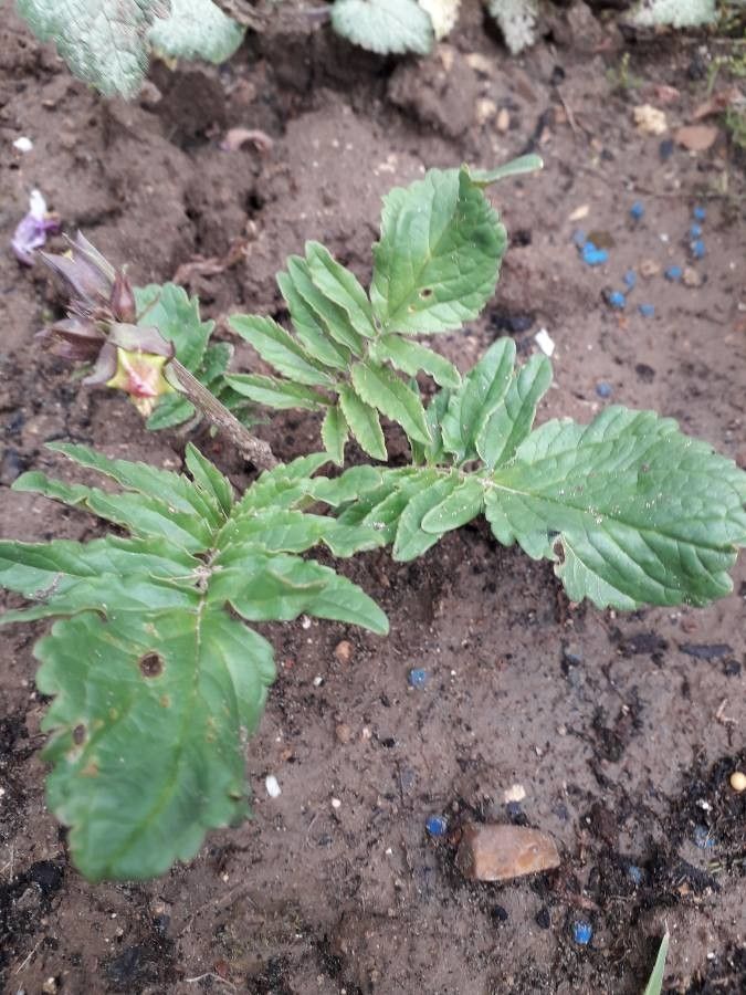 Incarvillea mairei leaf