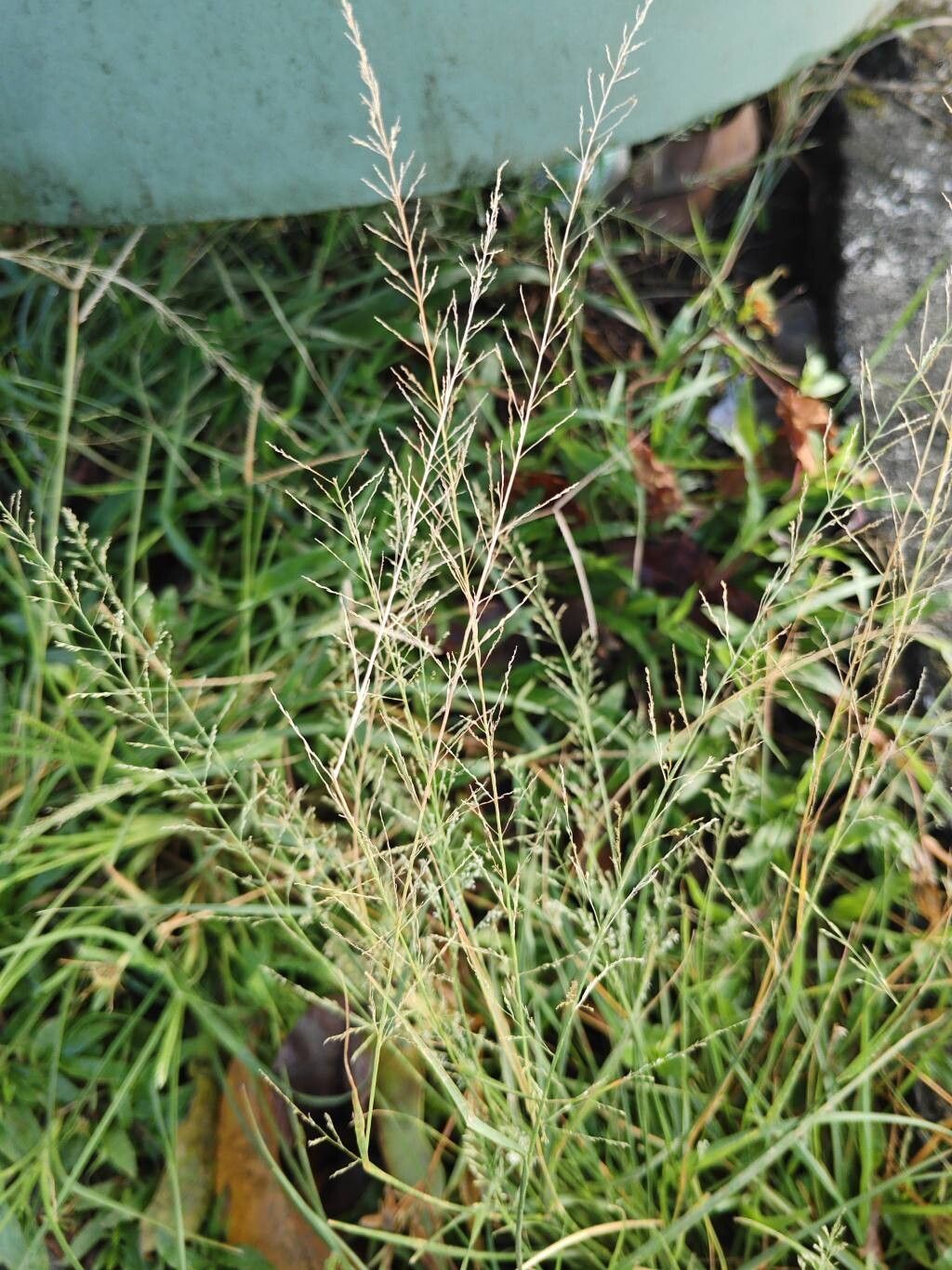 Sporobolus diandrus — search result for 'Sporobolus'