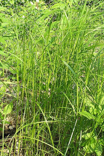 Carex sartwellii habit
