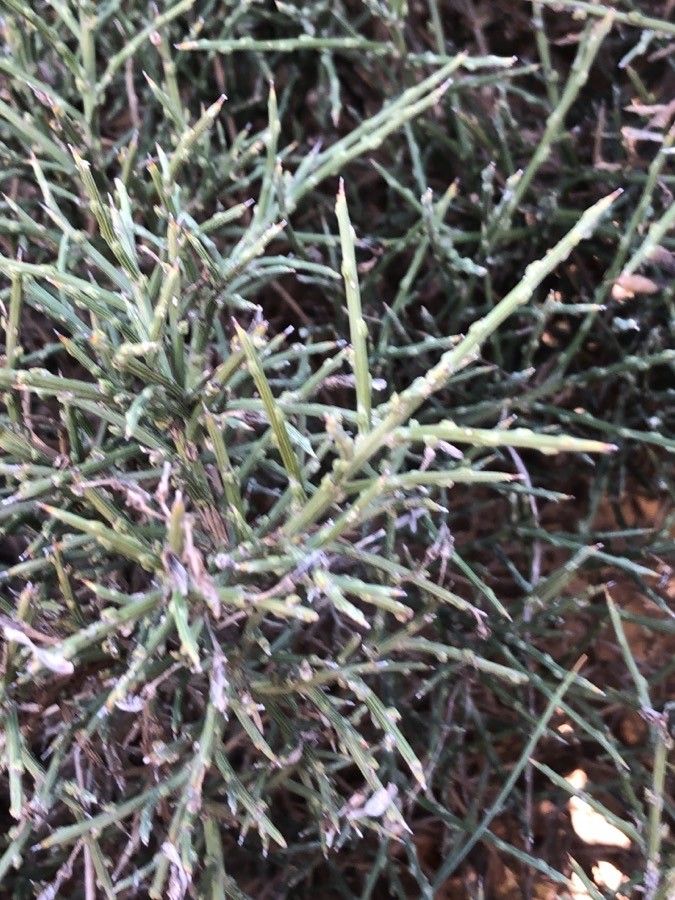 Genista versicolor leaf