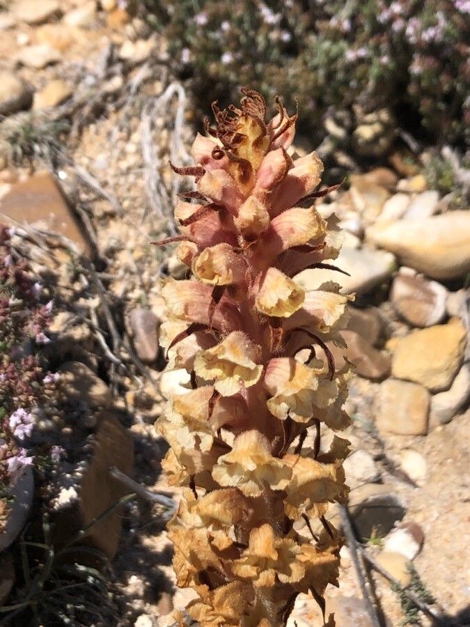 Orobanche amethystea flower