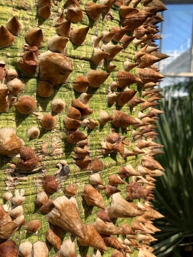 Ceiba chodatii bark