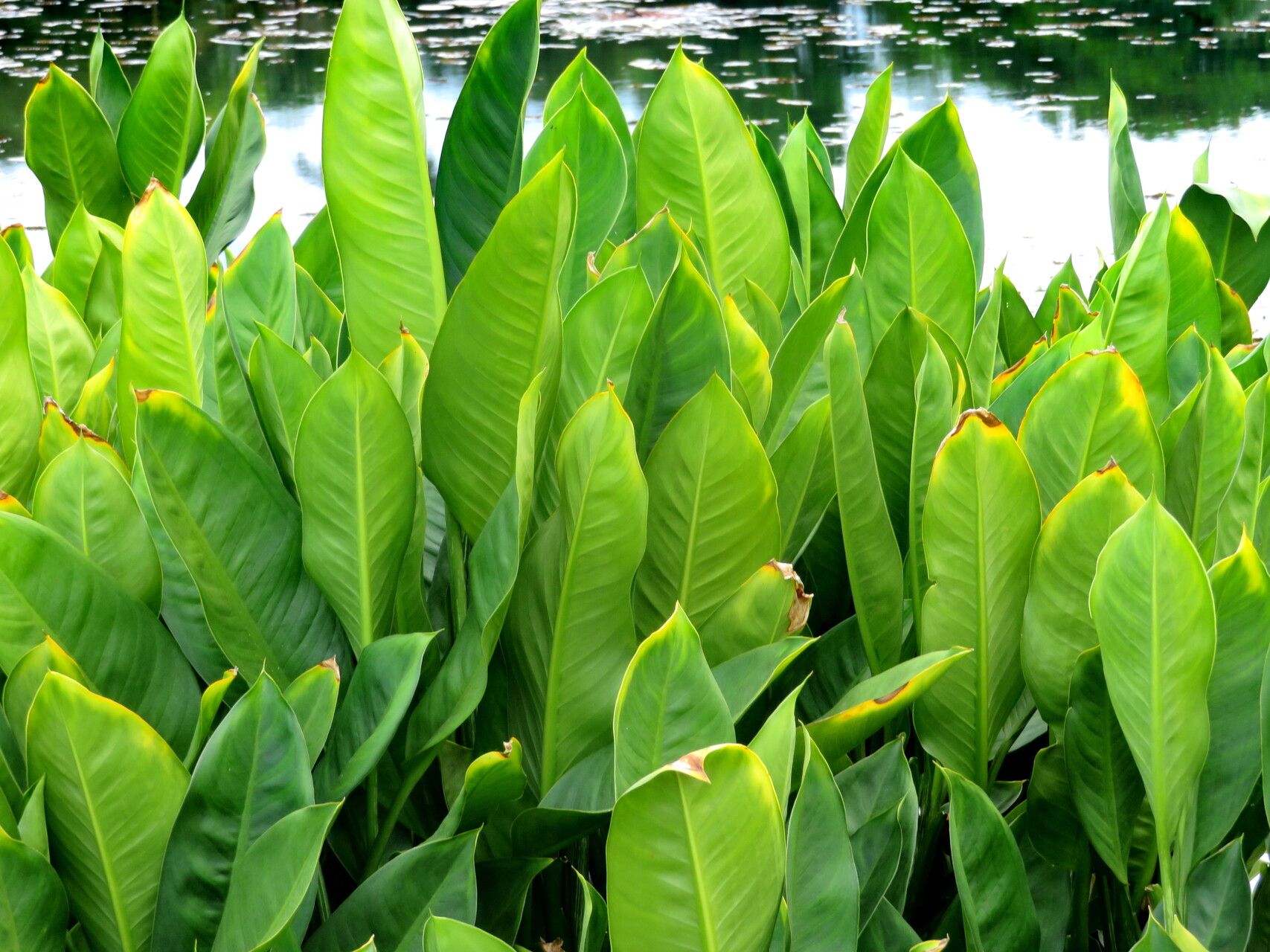 Dieffenbachia aglaonematifolia habit