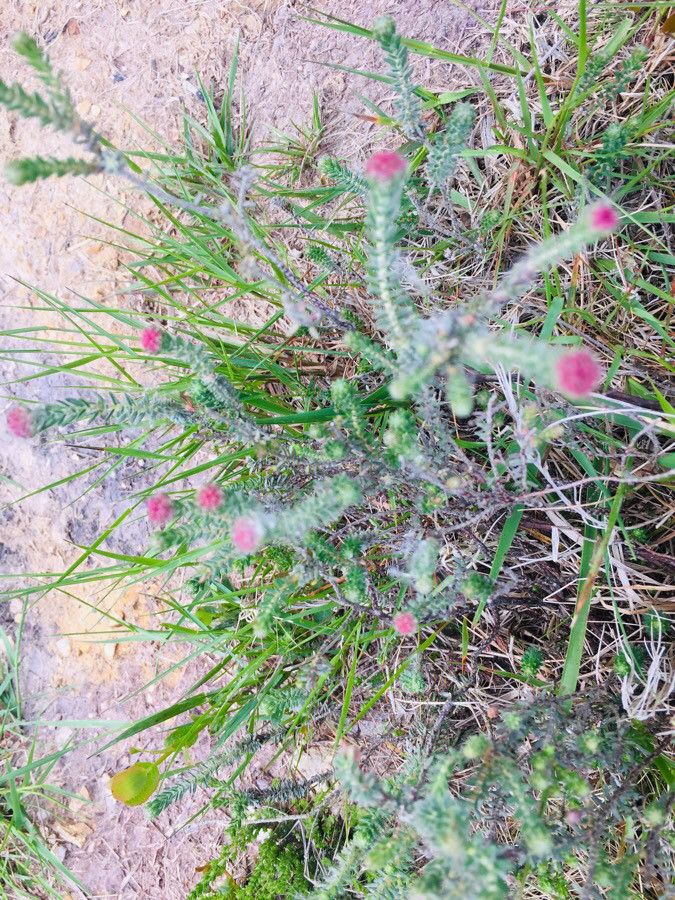 Sanicula bipinnatifida — related species from the same genus