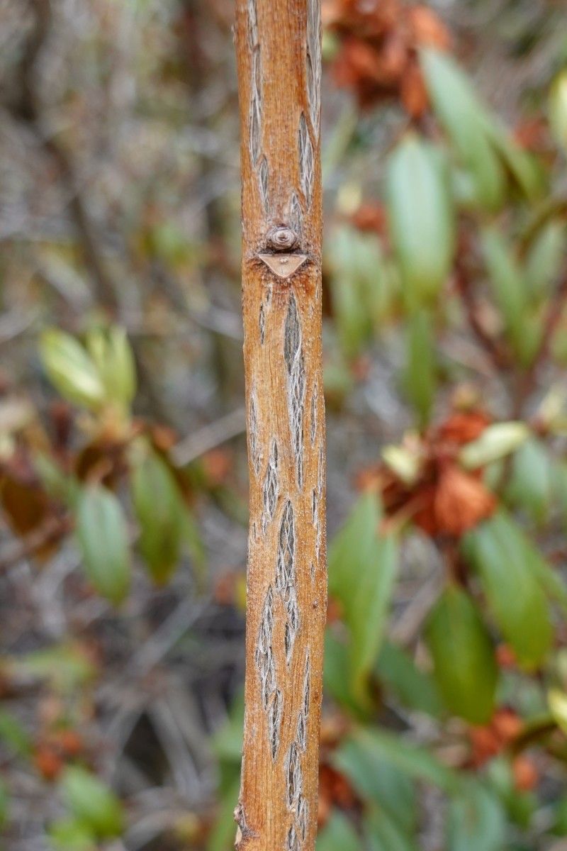 Rhododendron rubiginosum bark