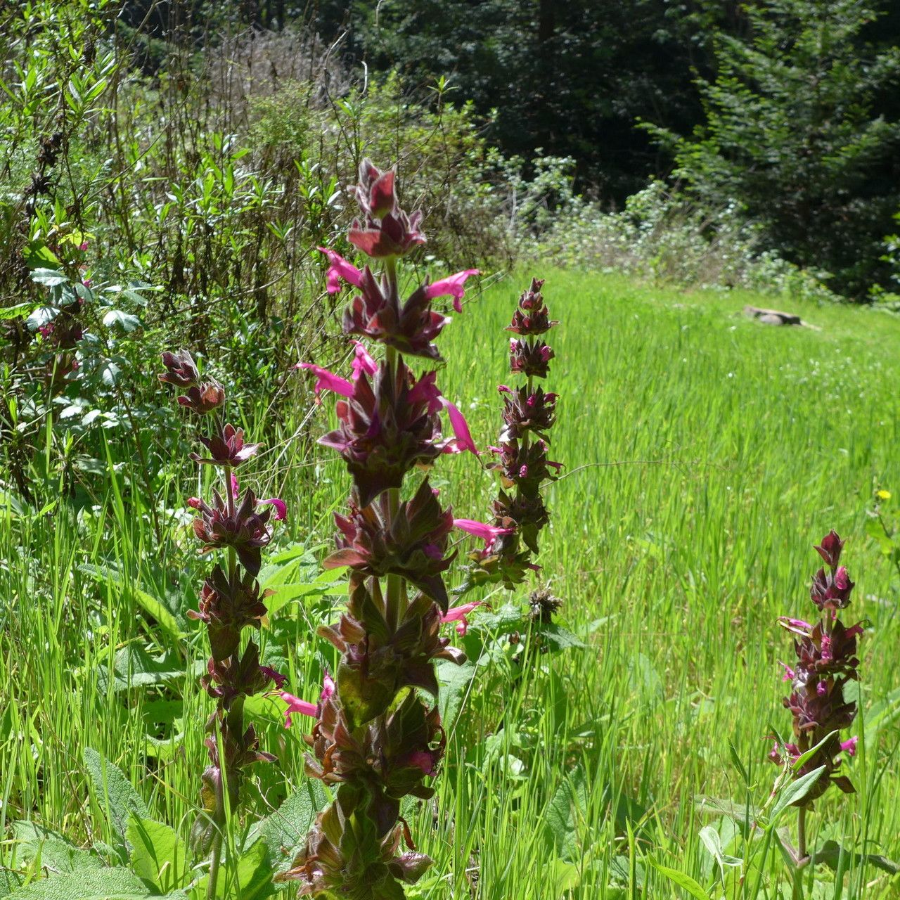 Salvia spathacea habit