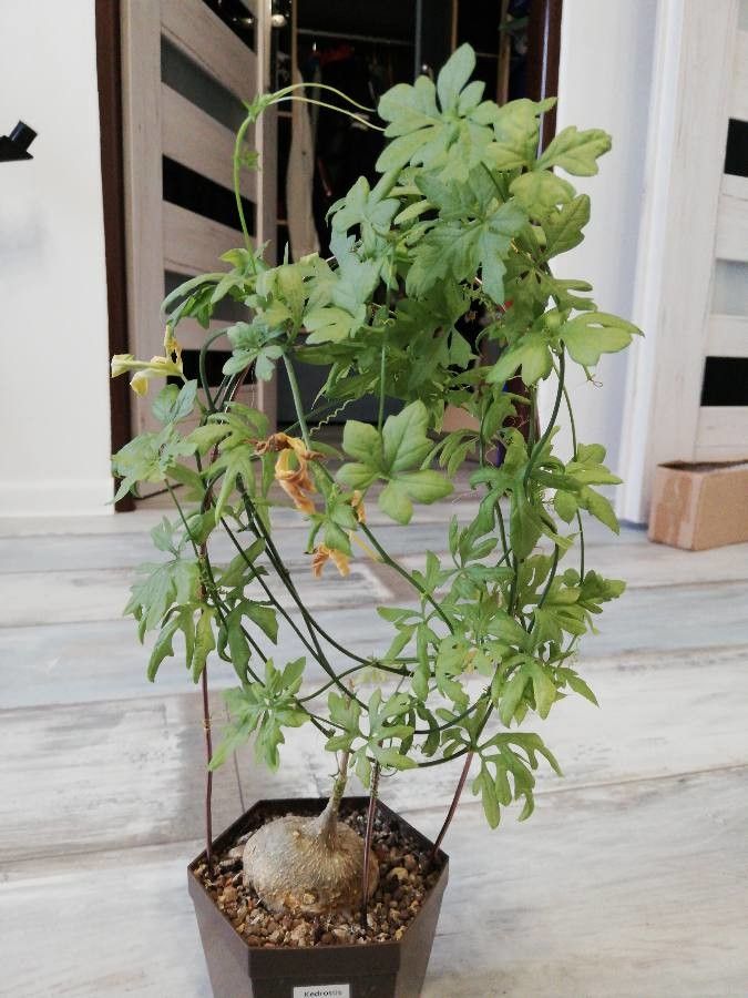 Kedrostis africana — search result for 'Namibia'