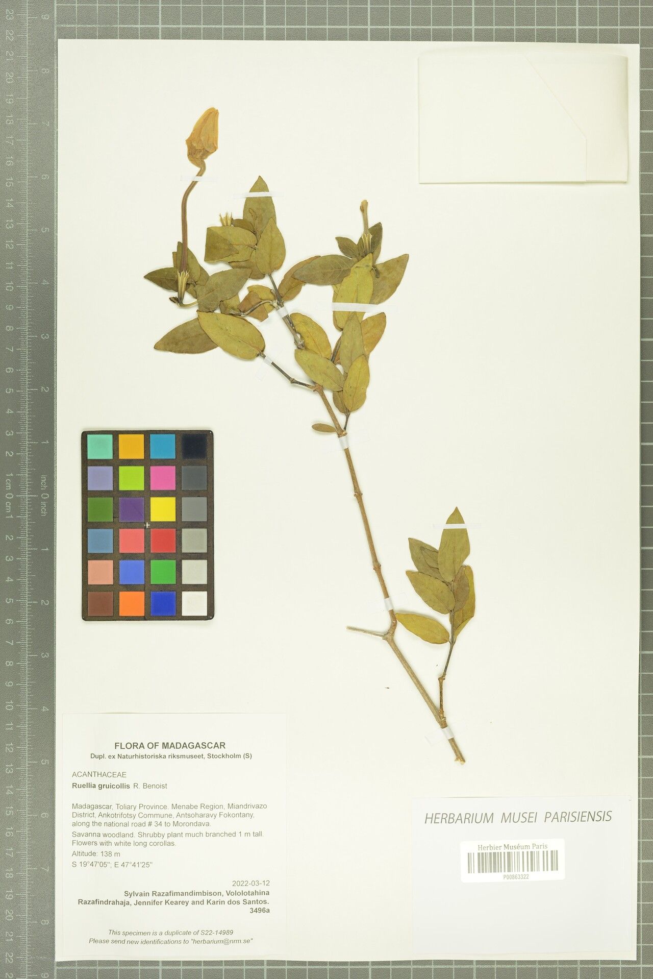 Ruellia gruicollis — search result for 'Ruellia'