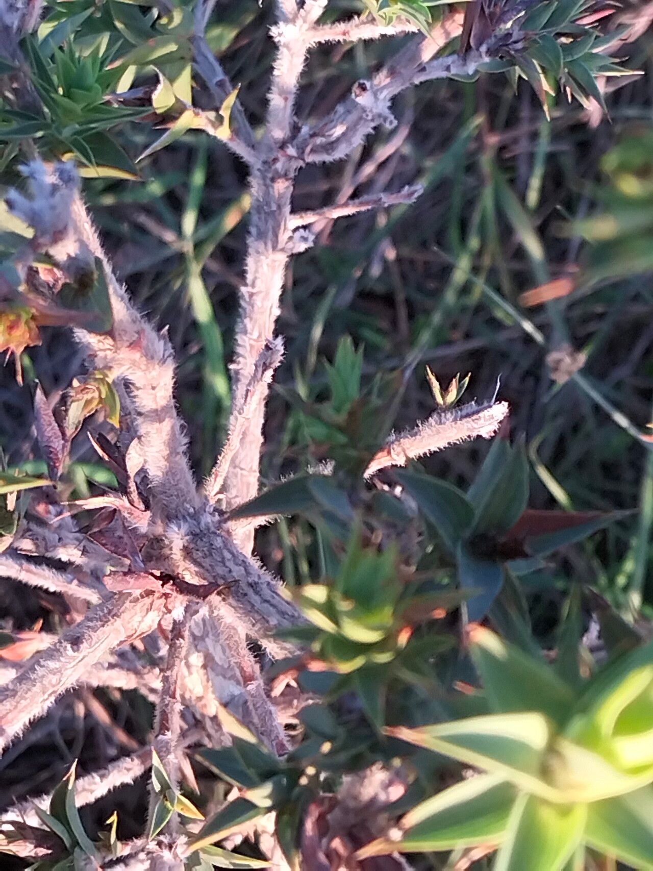 Aspalathus cordata bark