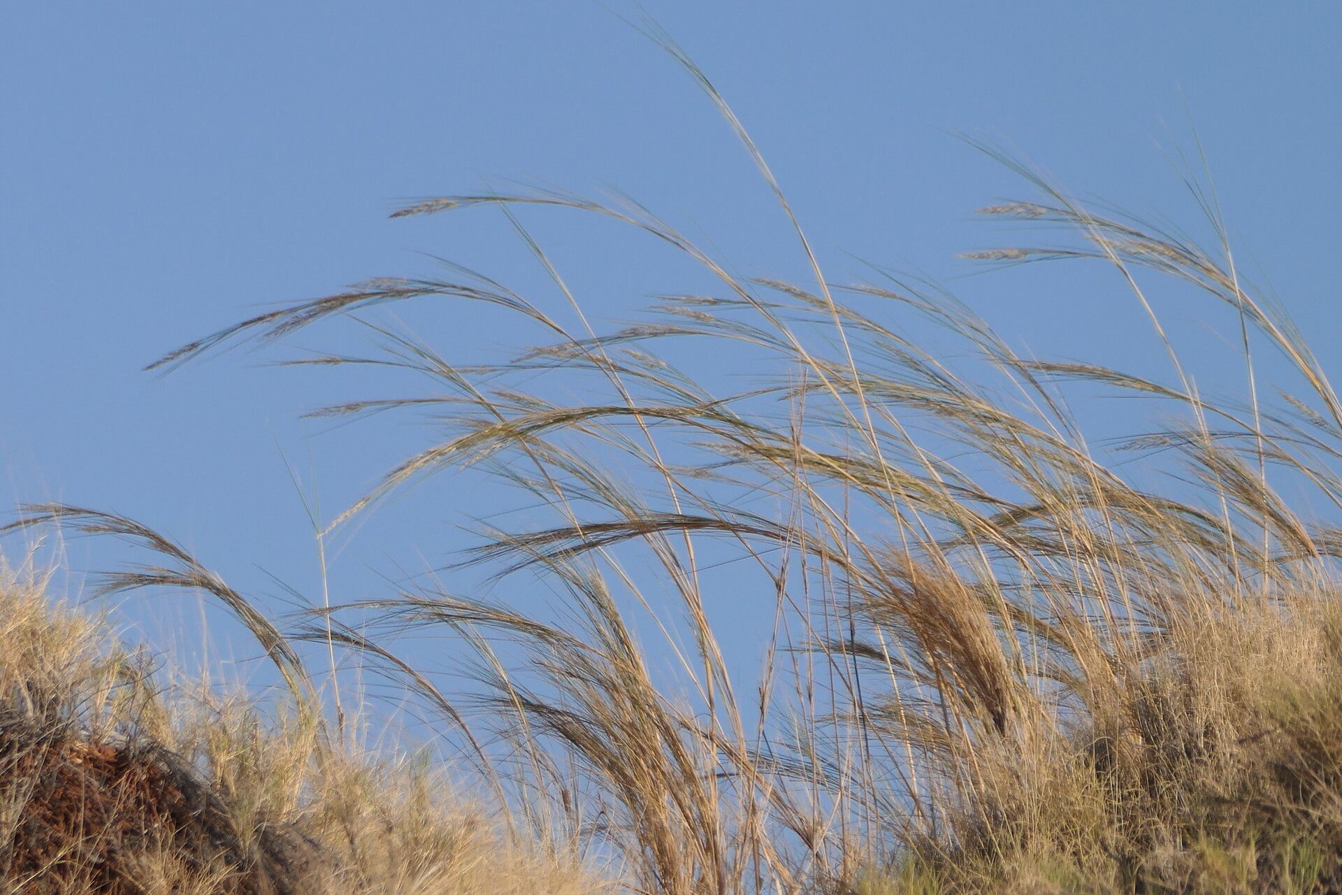 Stipagrostis sabulicola bark