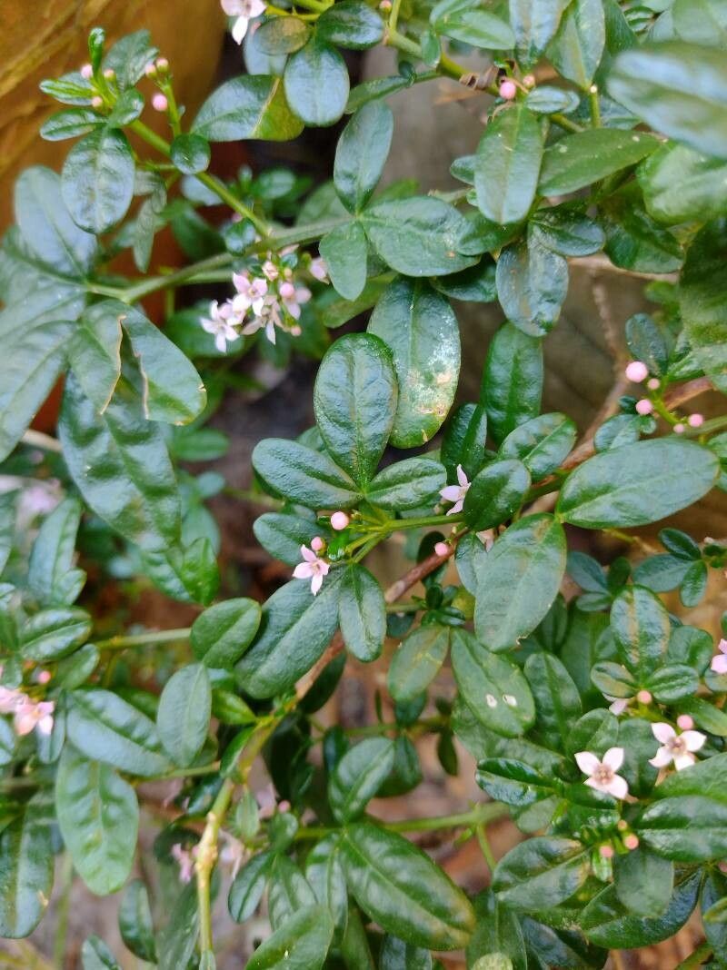 Zieria prostrata — related species from the same genus