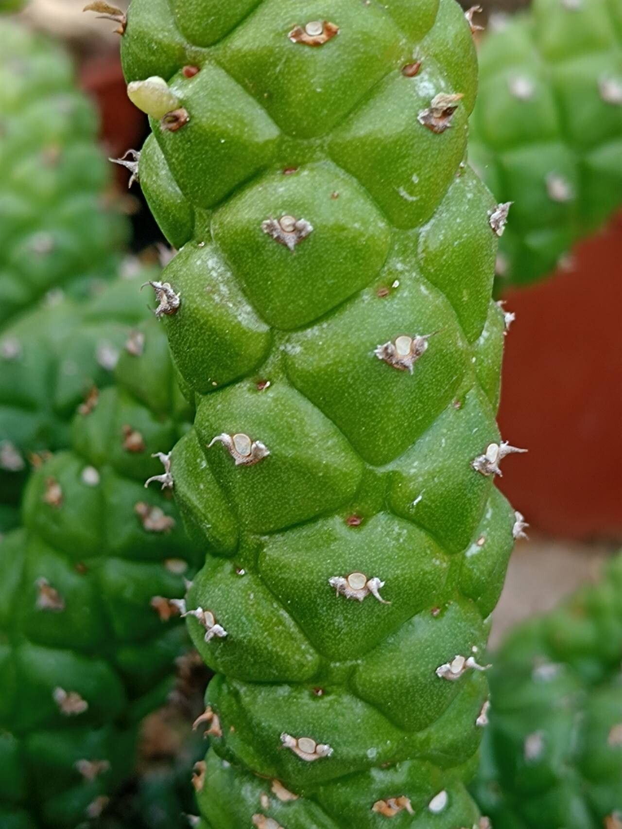 Euphorbia schubei bark