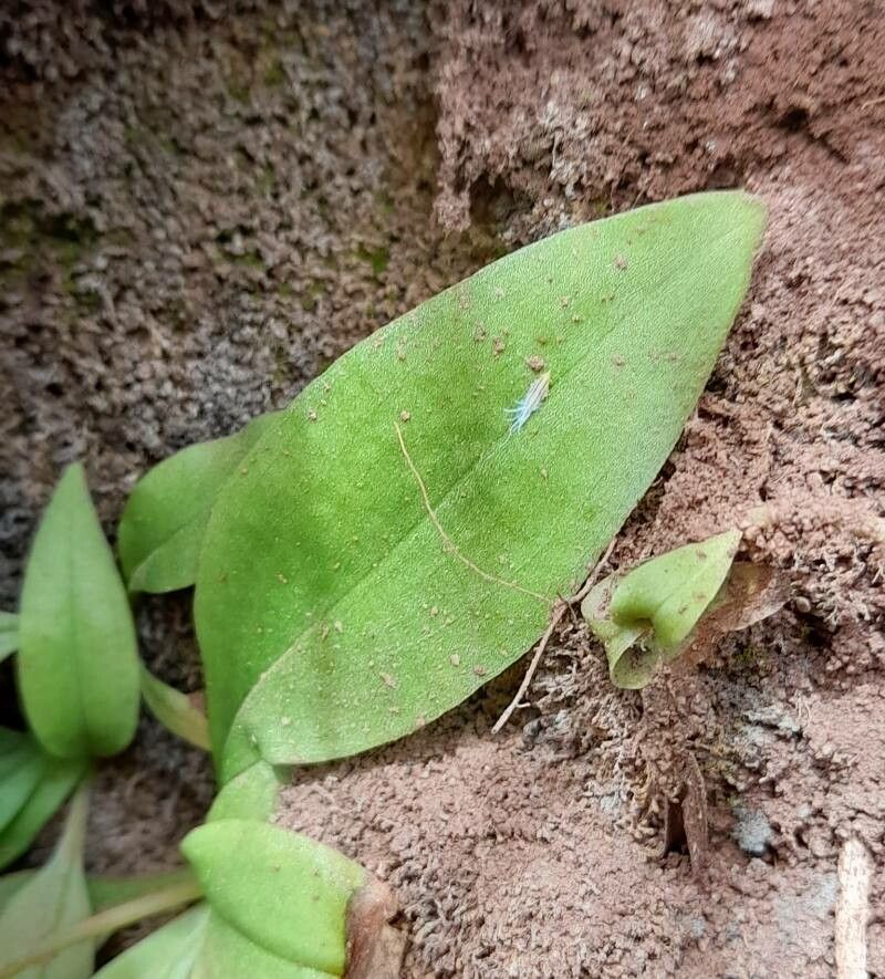 Ponthieva mandonii — related species from the same genus