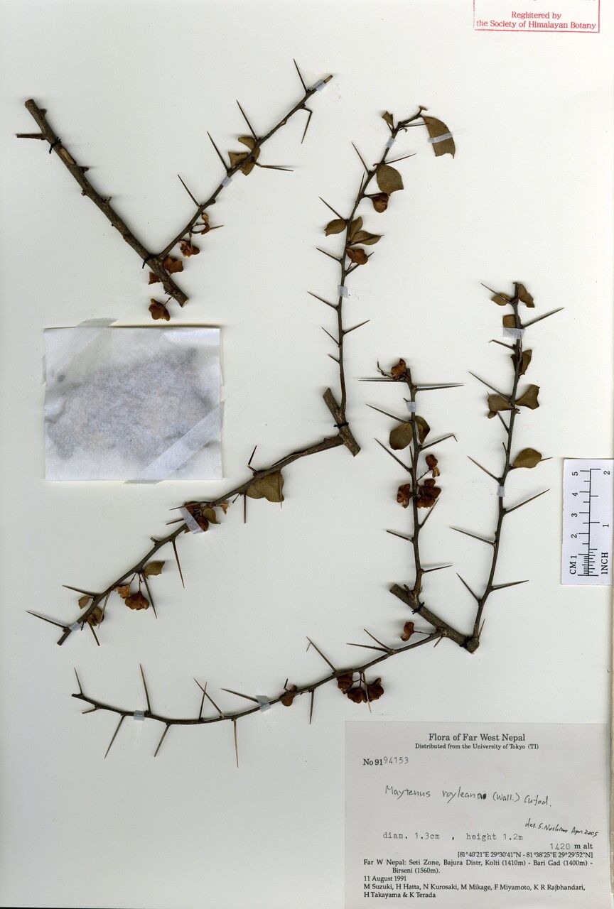 Gymnosporia royleana other