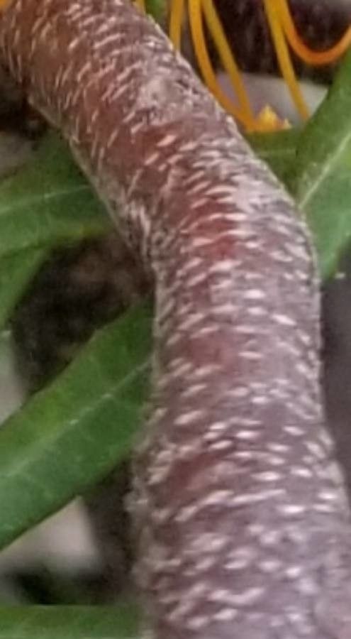 Banksia spinulosa bark