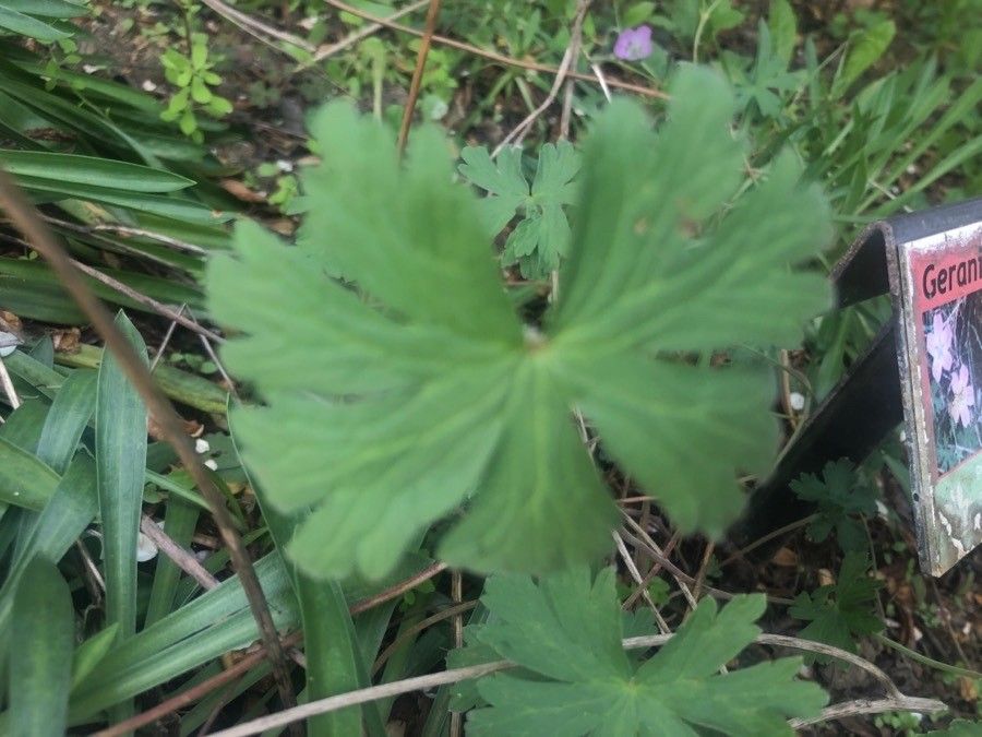 Geranium dolomiticum leaf