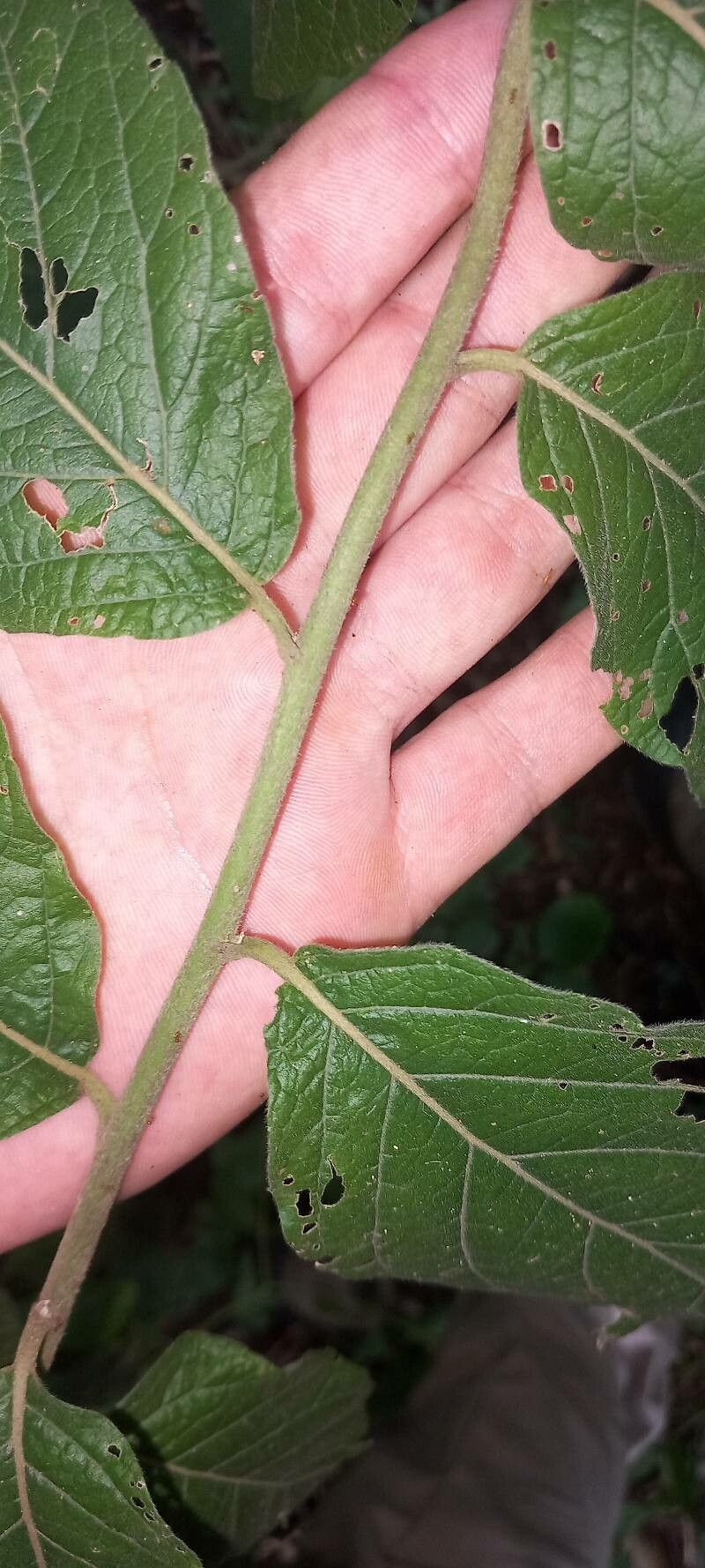 Lepidaploa arborescens bark